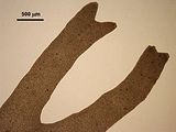 8 - Dettaglio di una porzione apicale